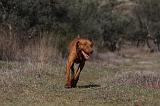 VIZSLA poil court 060